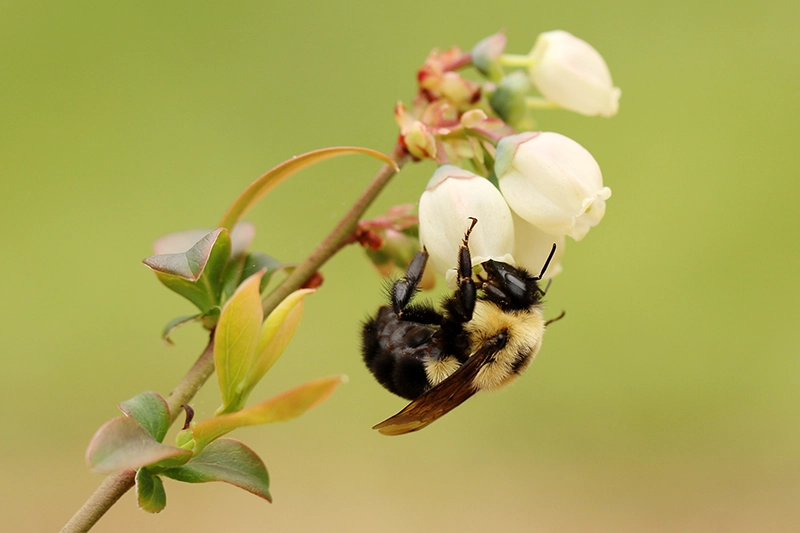 Bombus impatiens in blueberry